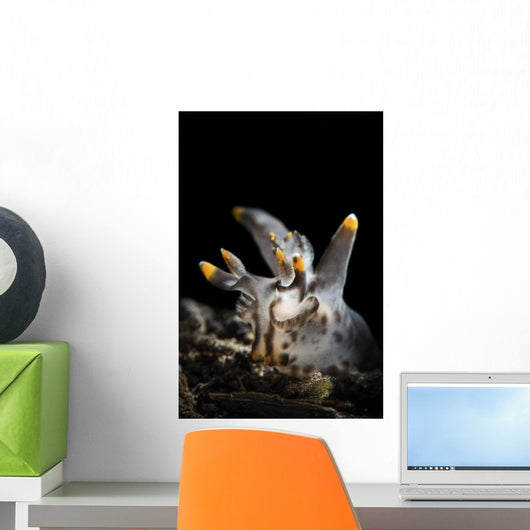 Pokeman Nudibranch Tulamben Bali Wall Decal