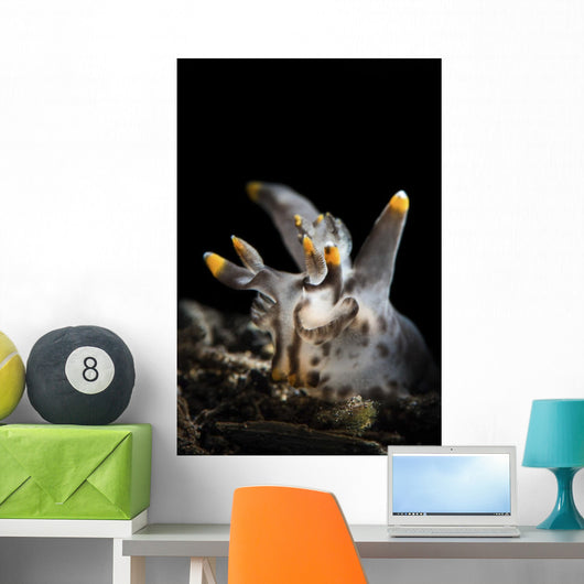 Pokeman Nudibranch Tulamben Bali Wall Decal