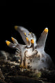 Pokeman Nudibranch Tulamben Bali Wall Decal