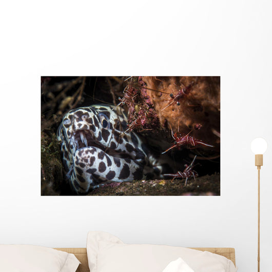 Cleaner Shrimp Surround Den Wall Decal