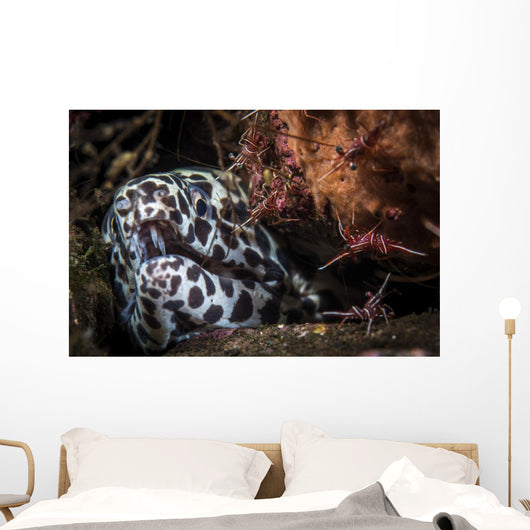 Cleaner Shrimp Surround Den Wall Decal