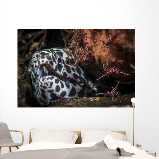 Cleaner Shrimp Surround Den Wall Decal
