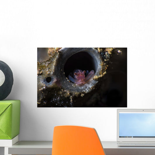 Tiny Shrimp inside Tube Wall Decal