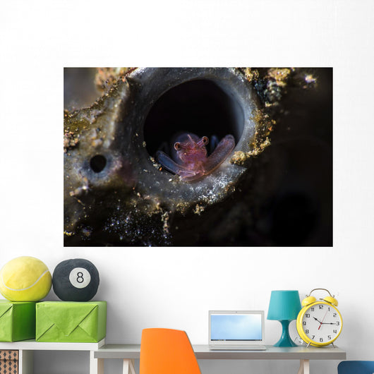 Tiny Shrimp inside Tube Wall Decal