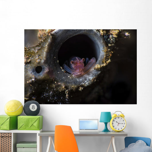 Tiny Shrimp inside Tube Wall Decal