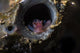 Tiny Shrimp inside Tube Wall Decal