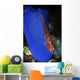 Goby Has Laid Eggs Wall Decal