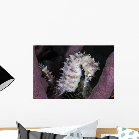 White Seahorse Tulamben Bali Wall Decal