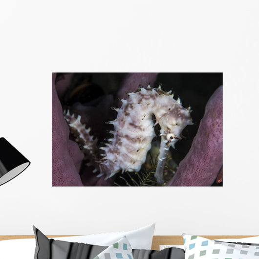 White Seahorse Tulamben Bali Wall Decal
