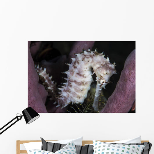 White Seahorse Tulamben Bali Wall Decal
