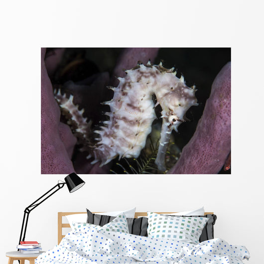 White Seahorse Tulamben Bali Wall Decal