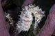 White Seahorse Tulamben Bali Wall Decal