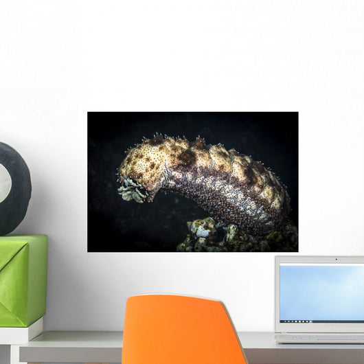 Sea Cucumber Climbs High Wall Decal