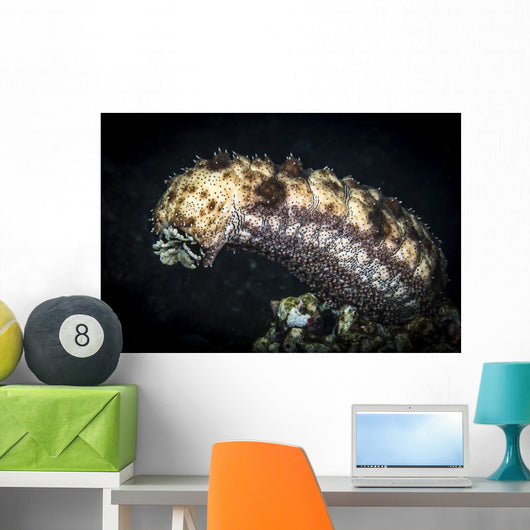 Sea Cucumber Climbs High Wall Decal