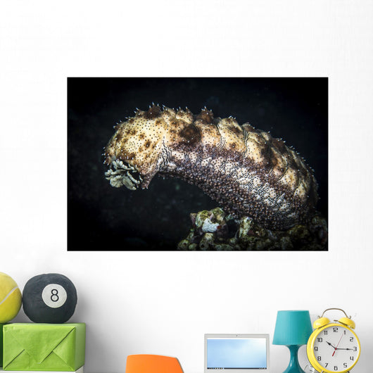Sea Cucumber Climbs High Wall Decal