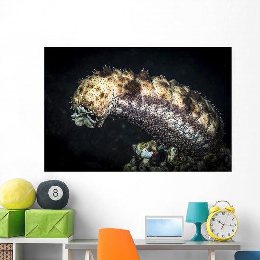 Sea Cucumber Climbs High Wall Decal