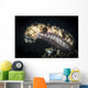 Sea Cucumber Climbs High Wall Decal