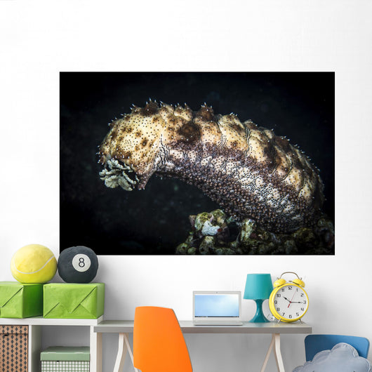 Sea Cucumber Climbs High Wall Decal