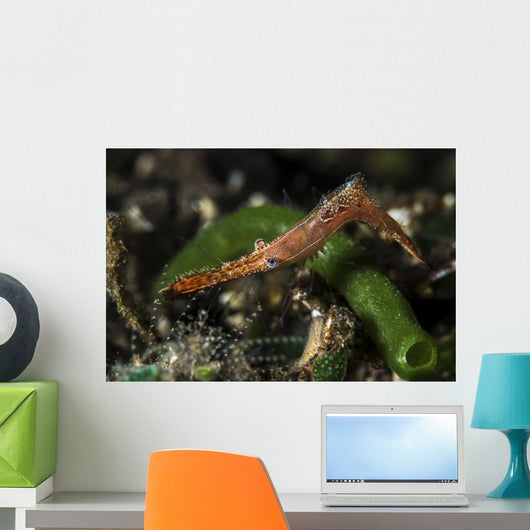 Long Nose Rock Shrimp Wall Decal