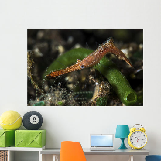 Long Nose Rock Shrimp Wall Decal