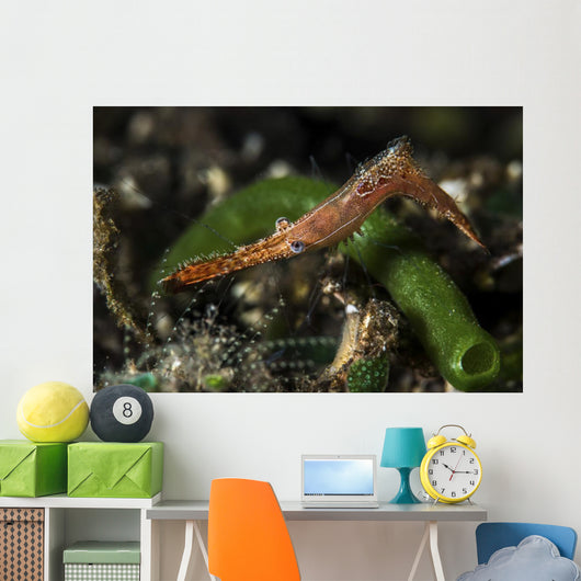 Long Nose Rock Shrimp Wall Decal