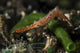 Long Nose Rock Shrimp Wall Decal