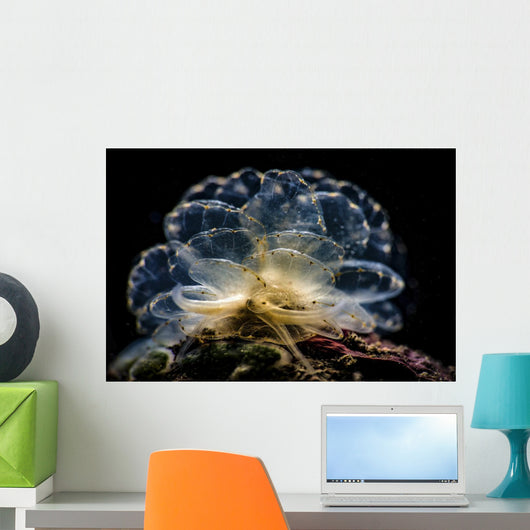 Cyerce Elegans Nudibranch Tulamben Close-up Wall Decal