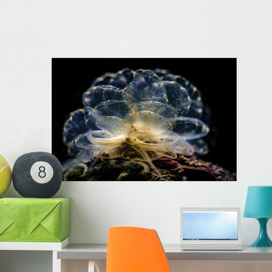 Cyerce Elegans Nudibranch Tulamben Close-up Wall Decal