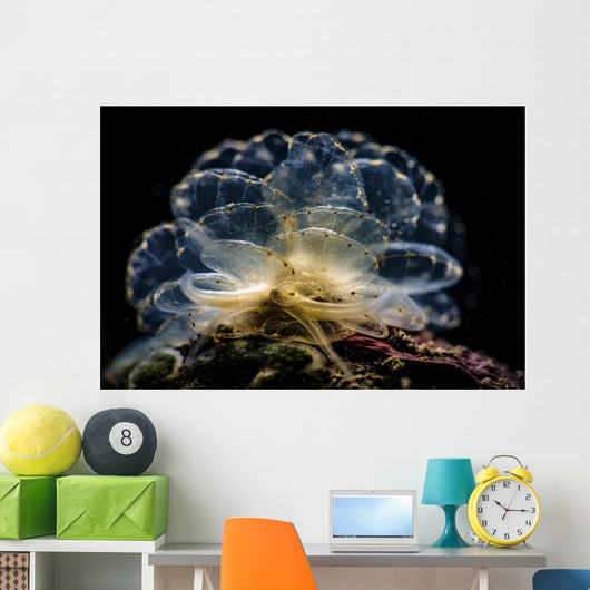 Cyerce Elegans Nudibranch Tulamben Close-up Wall Decal