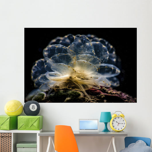 Cyerce Elegans Nudibranch Tulamben Close-up Wall Decal