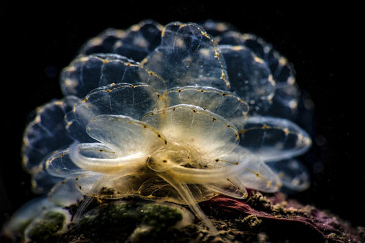 Cyerce Elegans Nudibranch Tulamben Close-up Wall Decal