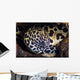Cleaner Shrimp Searches for Wall Decal