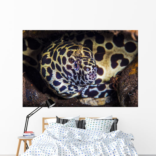 Cleaner Shrimp Searches for Wall Decal