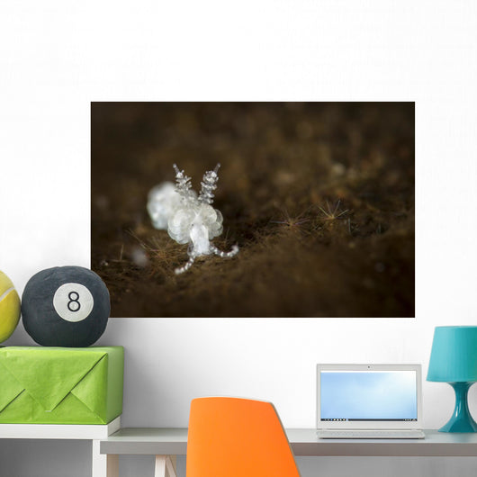 Very Small Nudibranch Tulamben Wall Decal