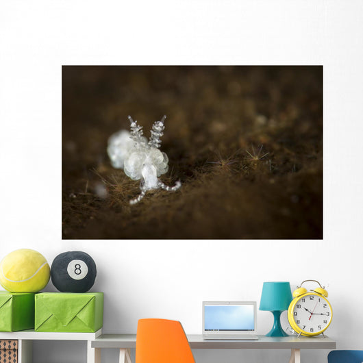 Very Small Nudibranch Tulamben Wall Decal