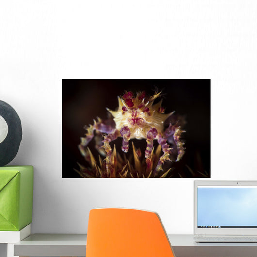 Candy Crab atop Spines Wall Decal