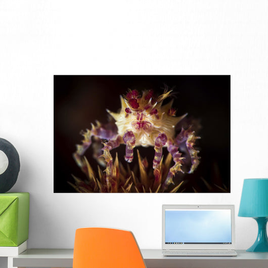 Candy Crab atop Spines Wall Decal