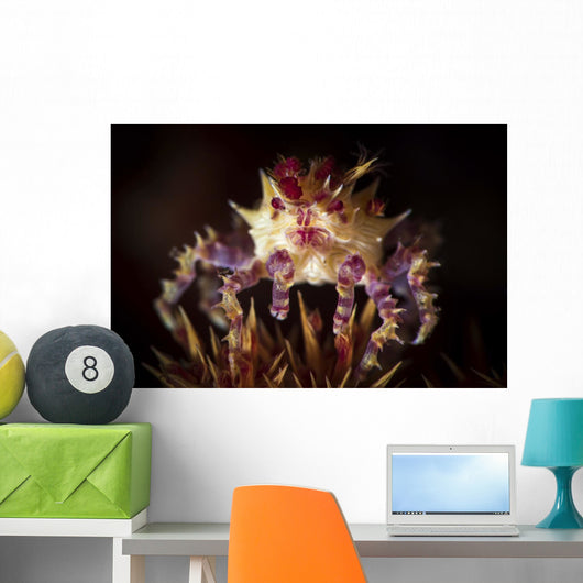 Candy Crab atop Spines Wall Decal