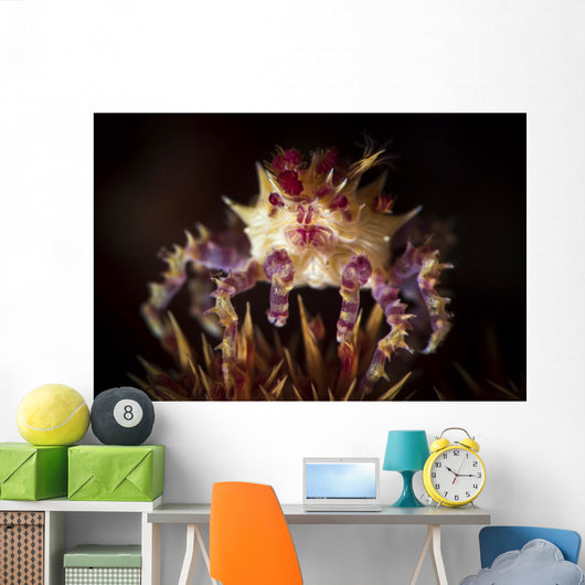 Candy Crab atop Spines Wall Decal