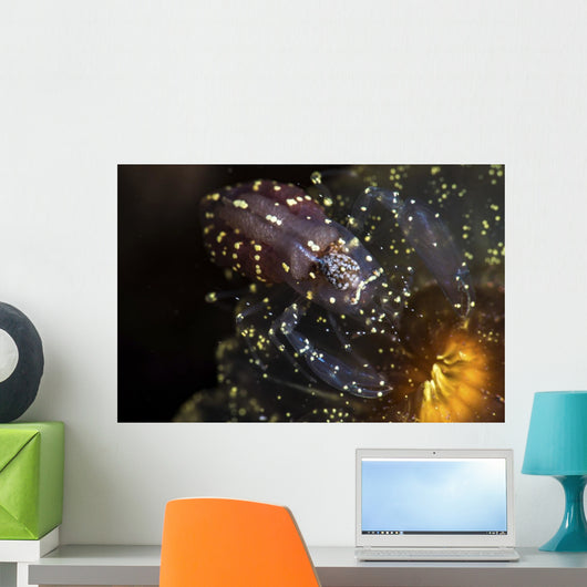 Commensal Shrimp Anemone Tulamben Wall Decal