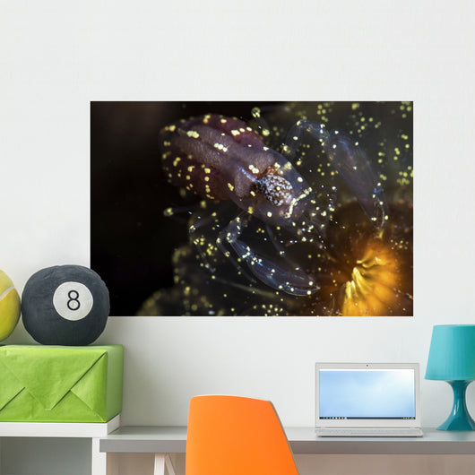 Commensal Shrimp Anemone Tulamben Wall Decal