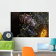 Commensal Shrimp Anemone Tulamben Wall Decal