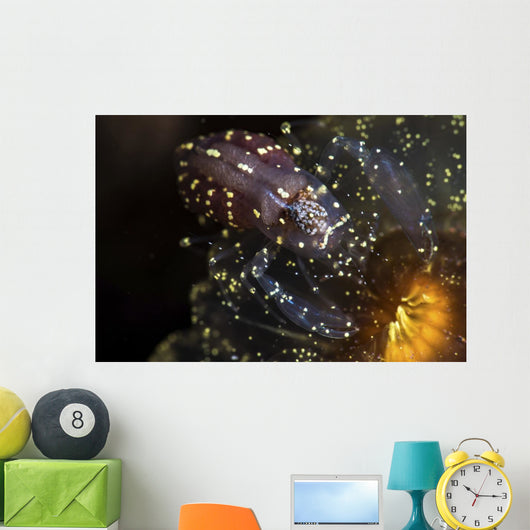Commensal Shrimp Anemone Tulamben Wall Decal