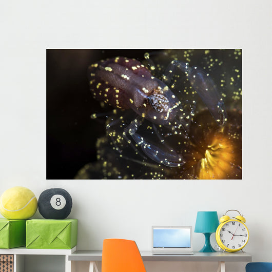 Commensal Shrimp Anemone Tulamben Wall Decal