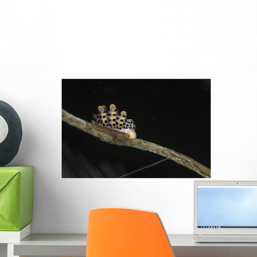 Doto Nudibranch Tulamben Bali Wall Decal