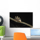 Doto Nudibranch Tulamben Bali Wall Decal