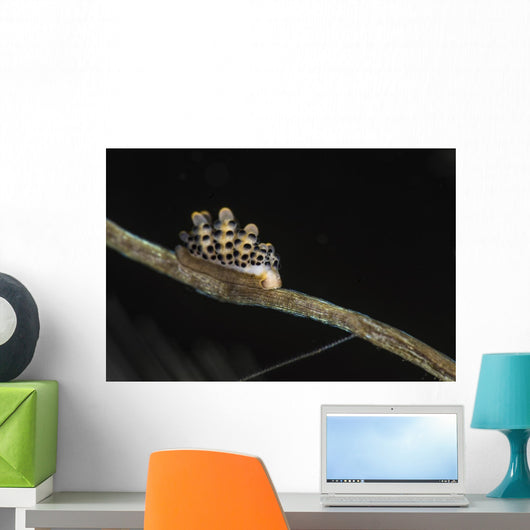Doto Nudibranch Tulamben Bali Wall Decal
