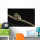 Doto Nudibranch Tulamben Bali Wall Decal