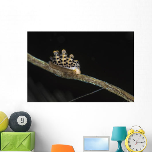 Doto Nudibranch Tulamben Bali Wall Decal