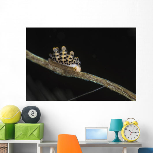 Doto Nudibranch Tulamben Bali Wall Decal